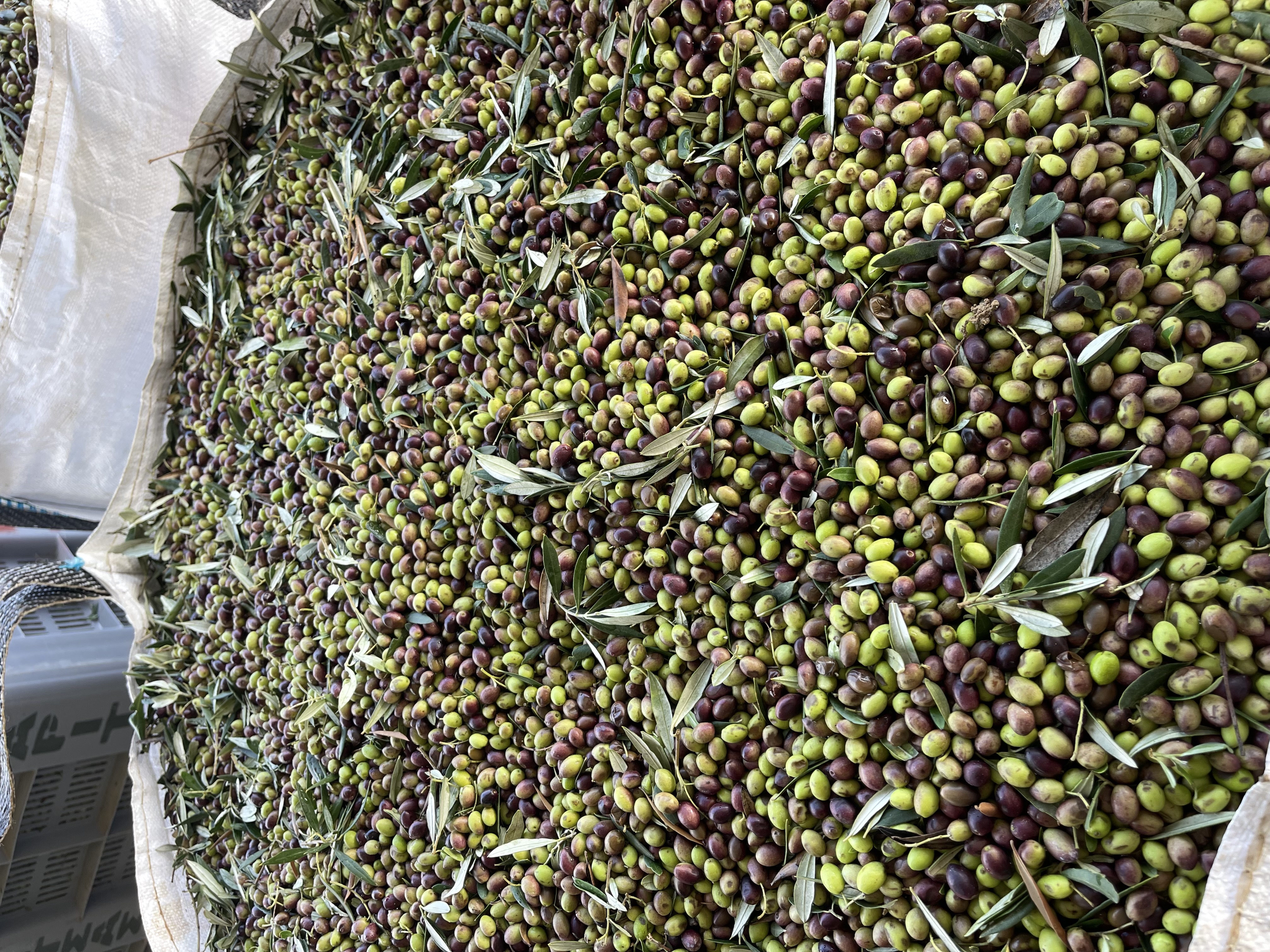 Olives in a bulk container at a processing site